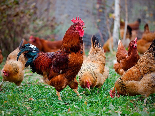 Породы куриц | ЗооТом - продажа, вязка и услуги для животных в Слободском