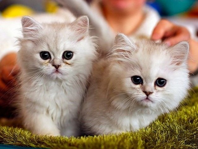 Породы кошек в Слободском | ЗооТом портал о животных