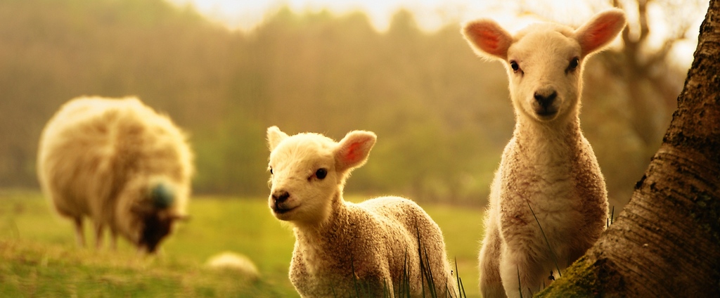 Объявления о сельскохозяйственных животных | ЗооТом - продажа, вязка и услуги для животных в Слободском