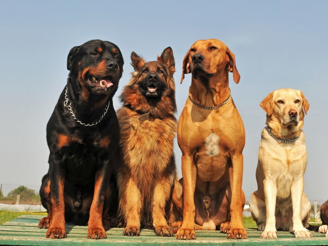 Крупные породы собак в Слободском | ЗооТом портал о животных